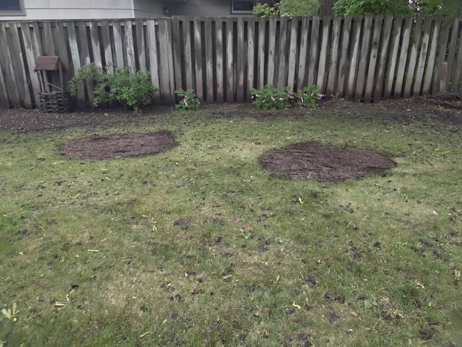 Organic compost and topdressing on a backyard lawn in the Twin Cities. 