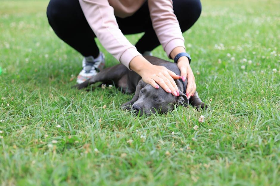 A person is petting a dog laying on the grass.