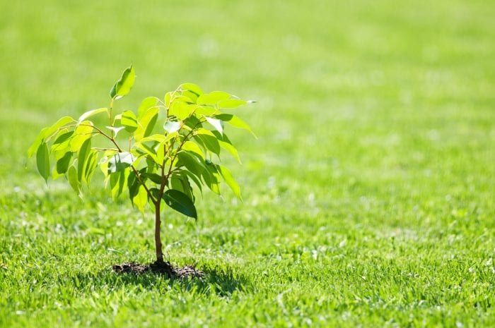 A small tree is growing in the middle of a lush green field.