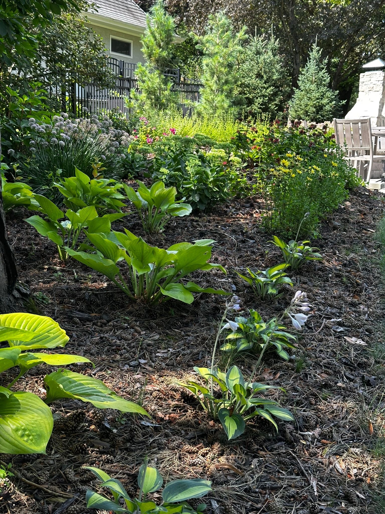 Colorful new backyard planting with screen plants in back and layers of nice perennials in front with mulch and edging in Minnetonka MN 