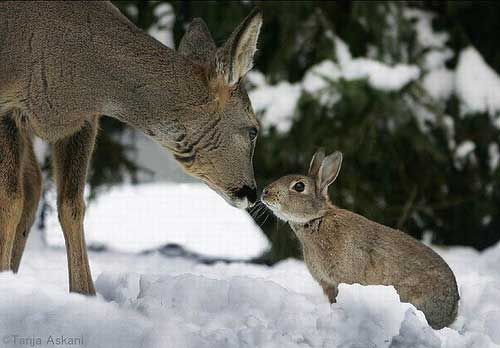 Plants to Deter Deer & Rabbits | KG Landscape
