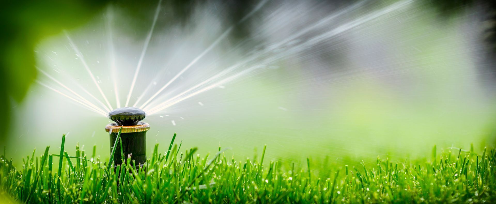 A sprinkler is spraying water on a lush green lawn.