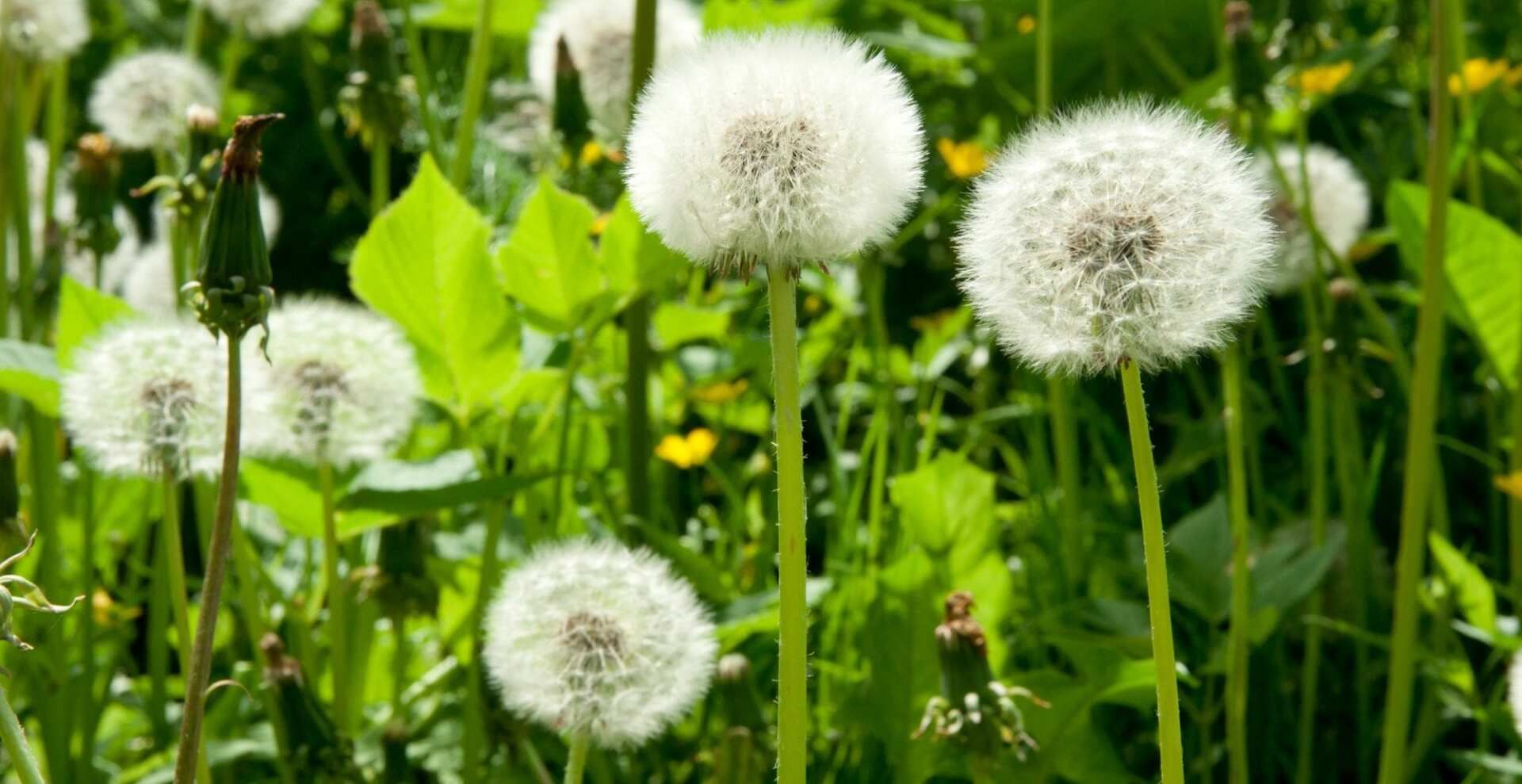 A field of dandelions growing in the grass.