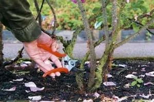 Person pruning rose bush with orange shears outdoors.