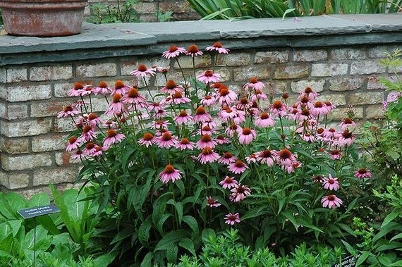 A bunch of pink flowers are growing in front of a brick wall.