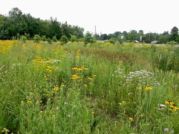 There are many different types of flowers in this field.