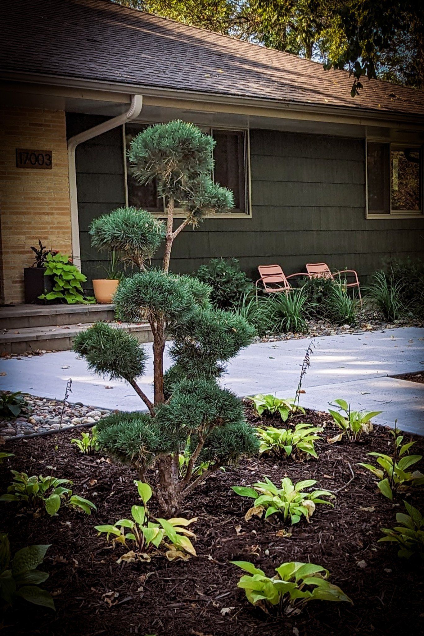 A tree in a garden in front of a house.