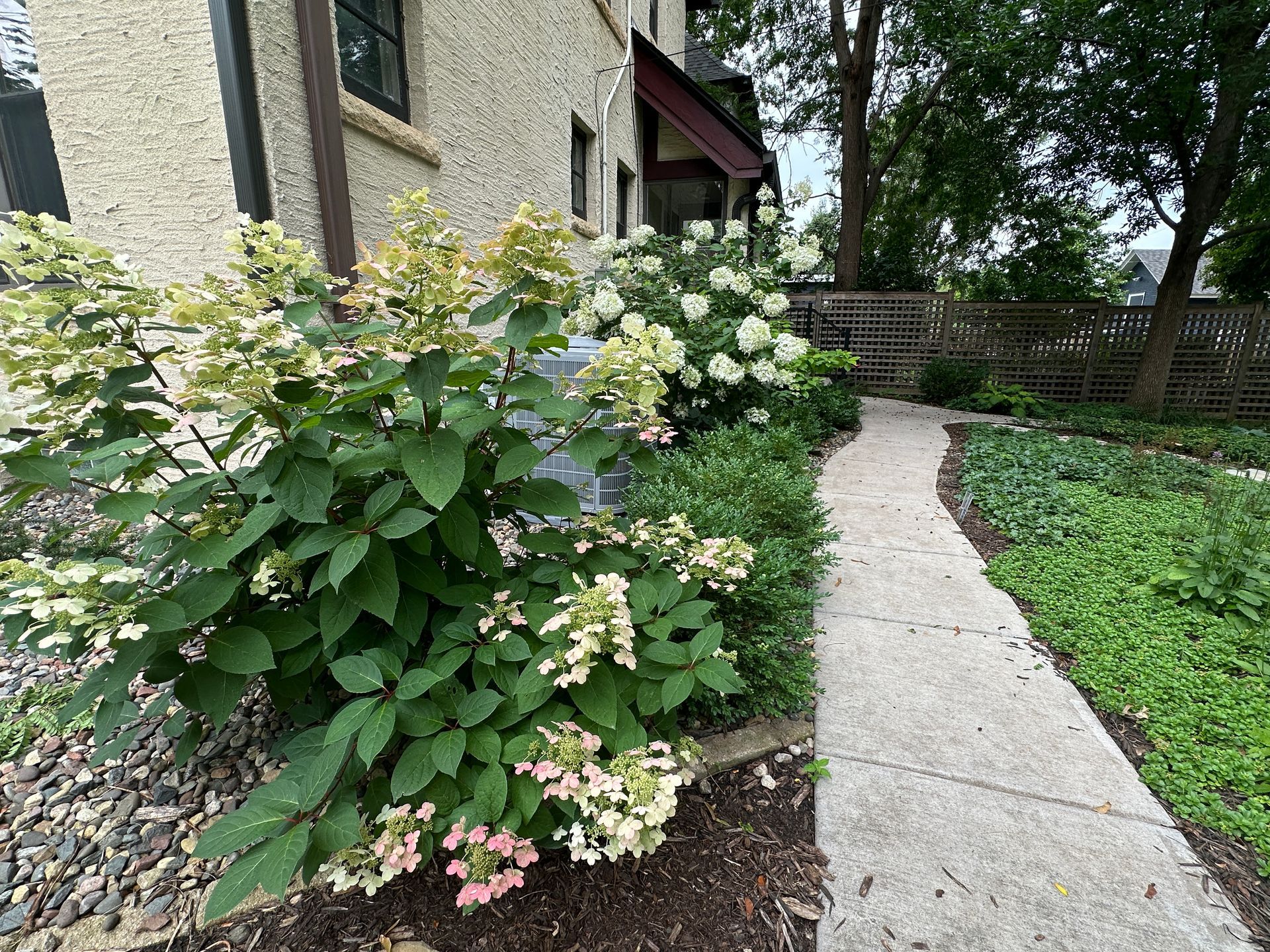 Hydrangeas and boxwoods screening AC unit in Minneapolis landscaping by KG Landscape