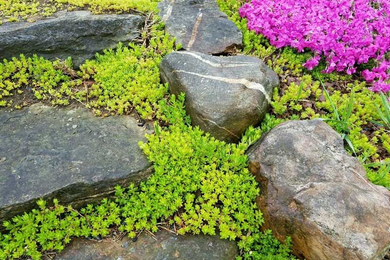 A rock garden with purple flowers and green plants growing on the rocks.