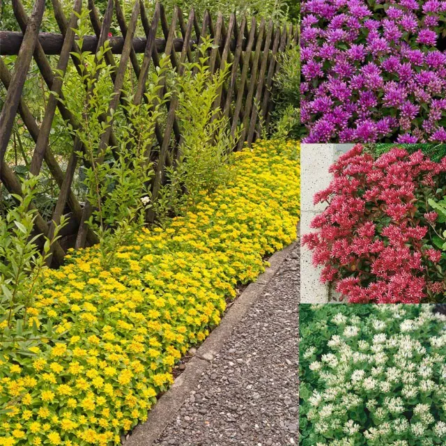 Ground Cover Plant Options for Hills Minneapolis MN