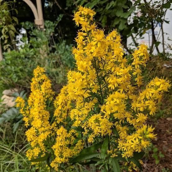 A bush with lots of yellow flowers and green leaves