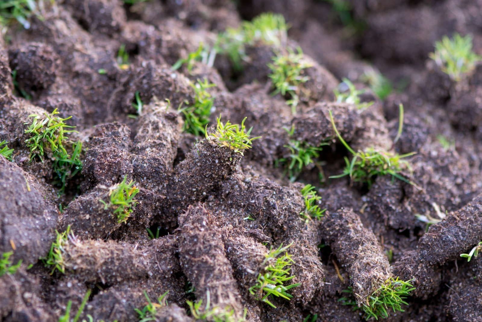 A close up of a pile of dirt with grass growing out of it.