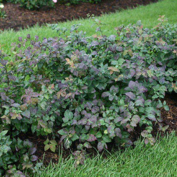 A bush with purple leaves is growing in the grass.