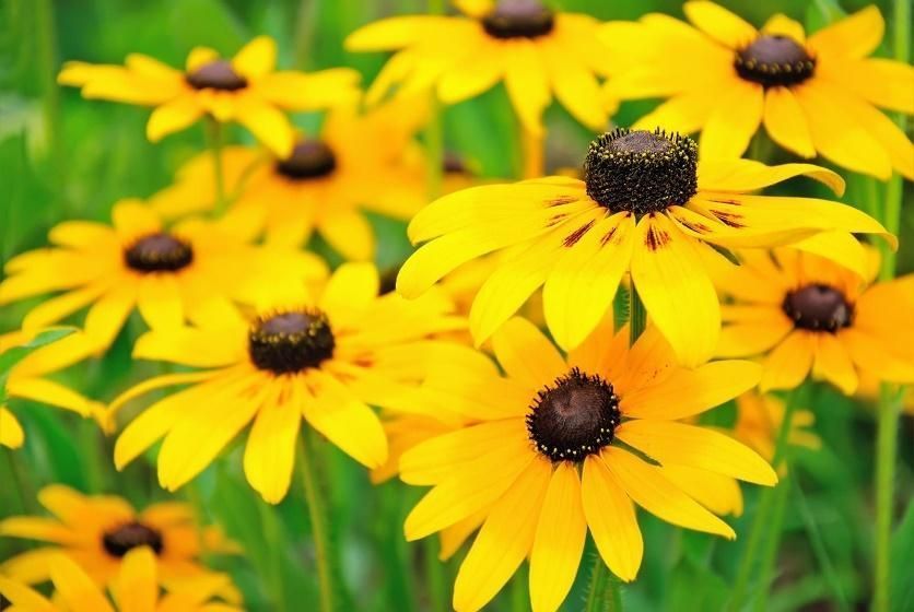 A bunch of yellow flowers with black centers in a field