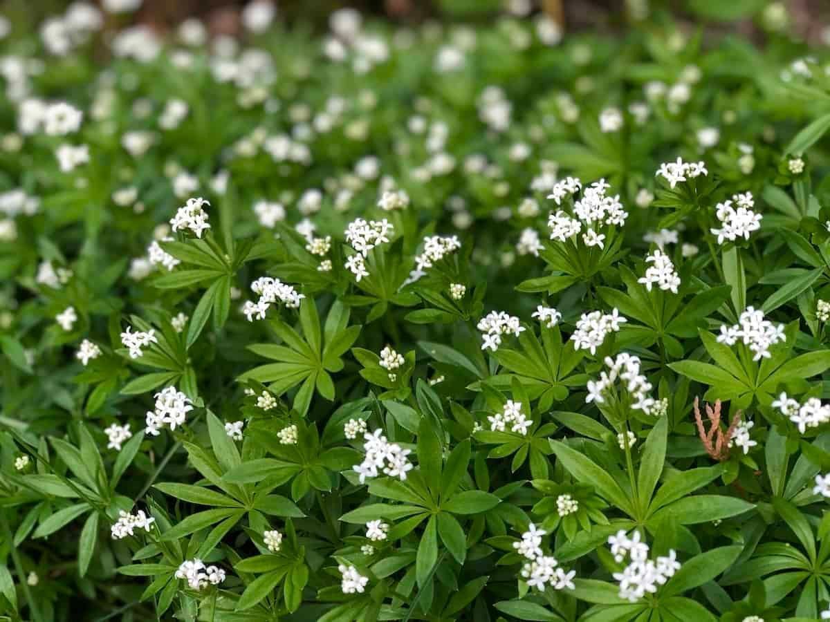 A field of white flowers surrounded by green leaves.