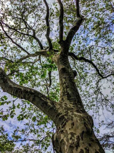 Looking up at a tree with lots of branches and leaves against a cloudy sky.