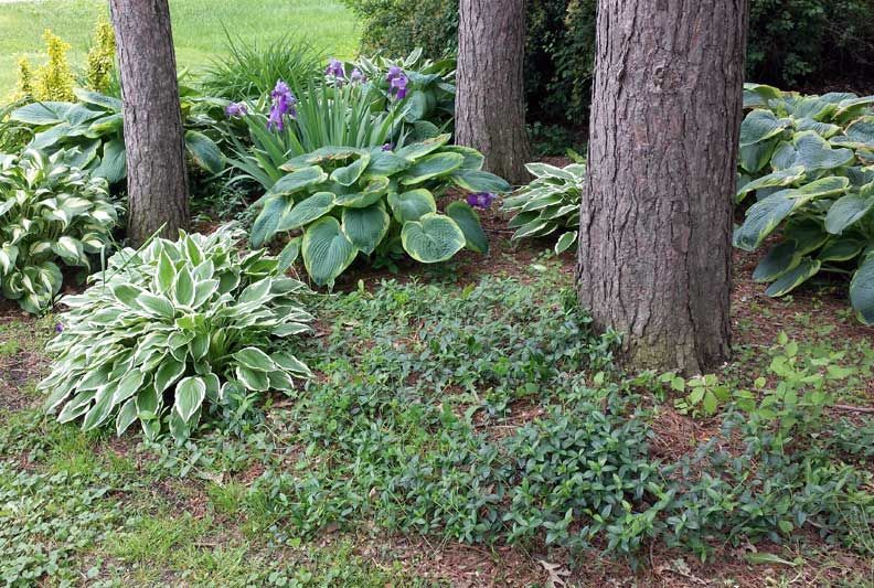 A garden filled with lots of plants and trees.