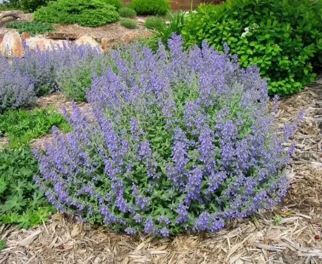 A bush with purple flowers and green leaves in a garden