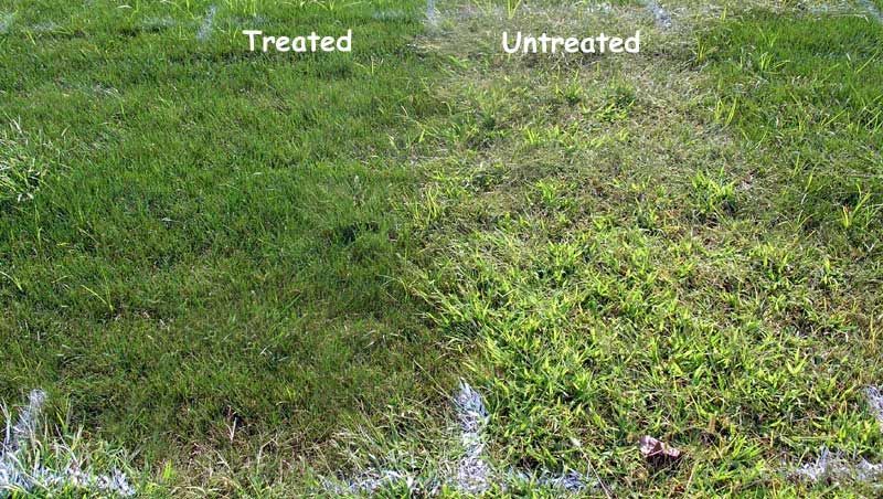 A picture of a lawn before and after being treated and untreated.