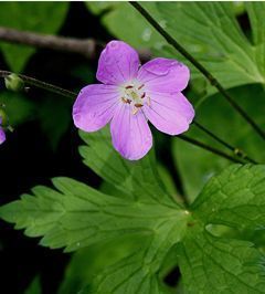 A small purple flower is surrounded by green leaves.