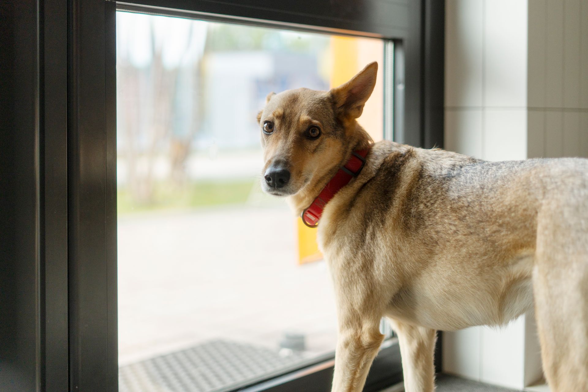 Can You Rely on Your Pets to Detect a Leak?