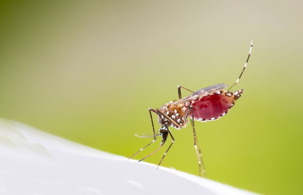 A close up of a mosquito on a white leaf.