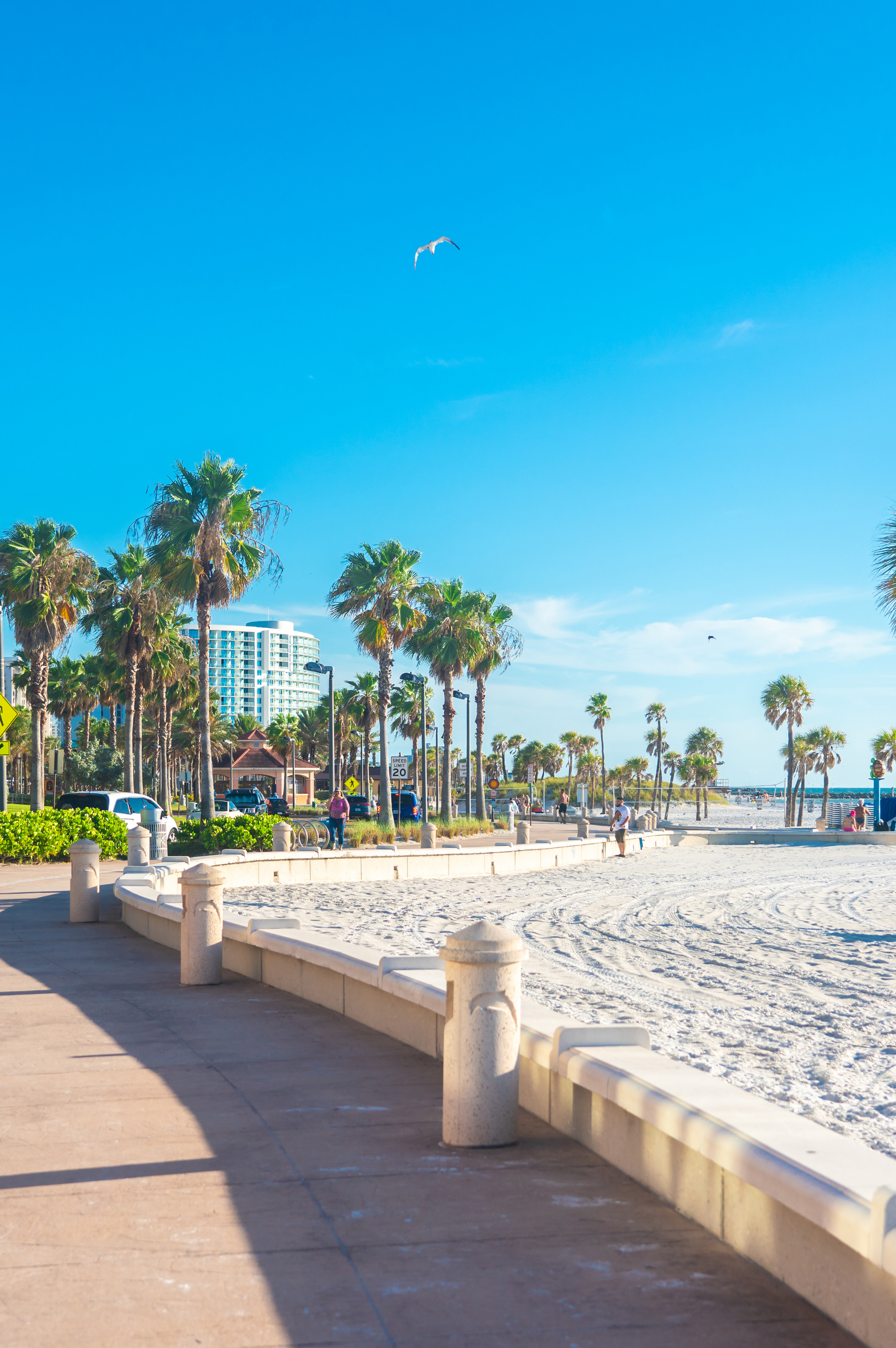 House painters dunedin - Sunny beachside walkway lined with palm trees, leading to white sand and ocean views under a clear blue sky.
