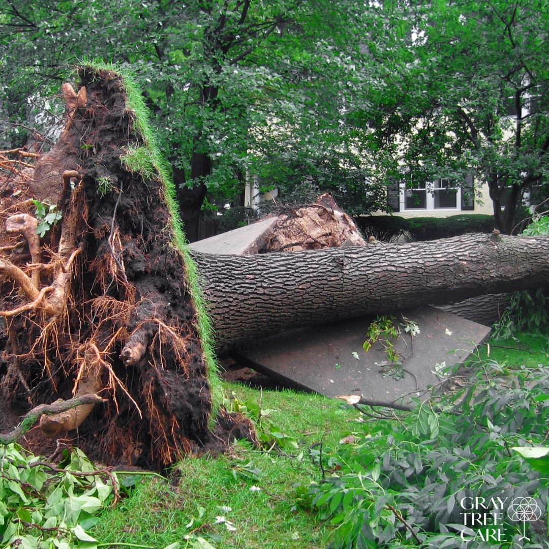 A tree that has been knocked over by a storm