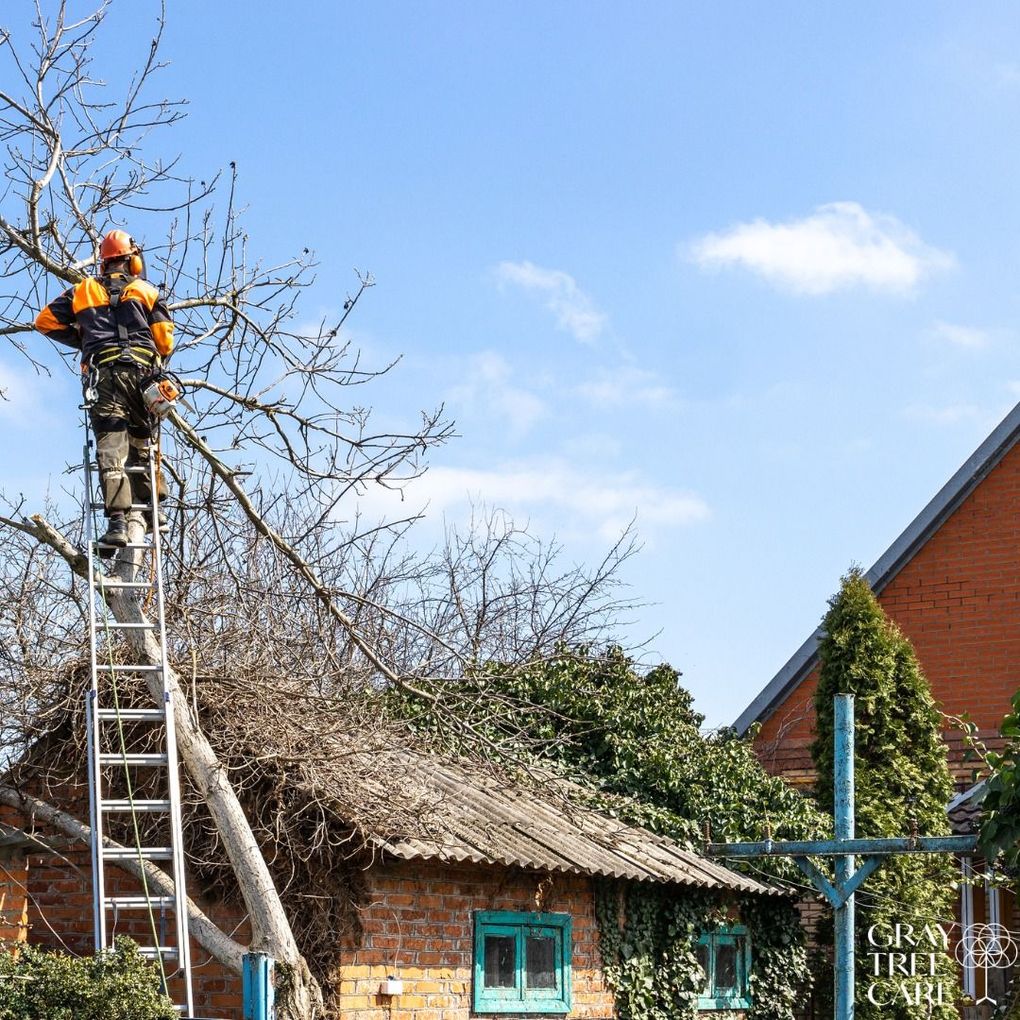 A man is standing on a ladder cutting a tree.