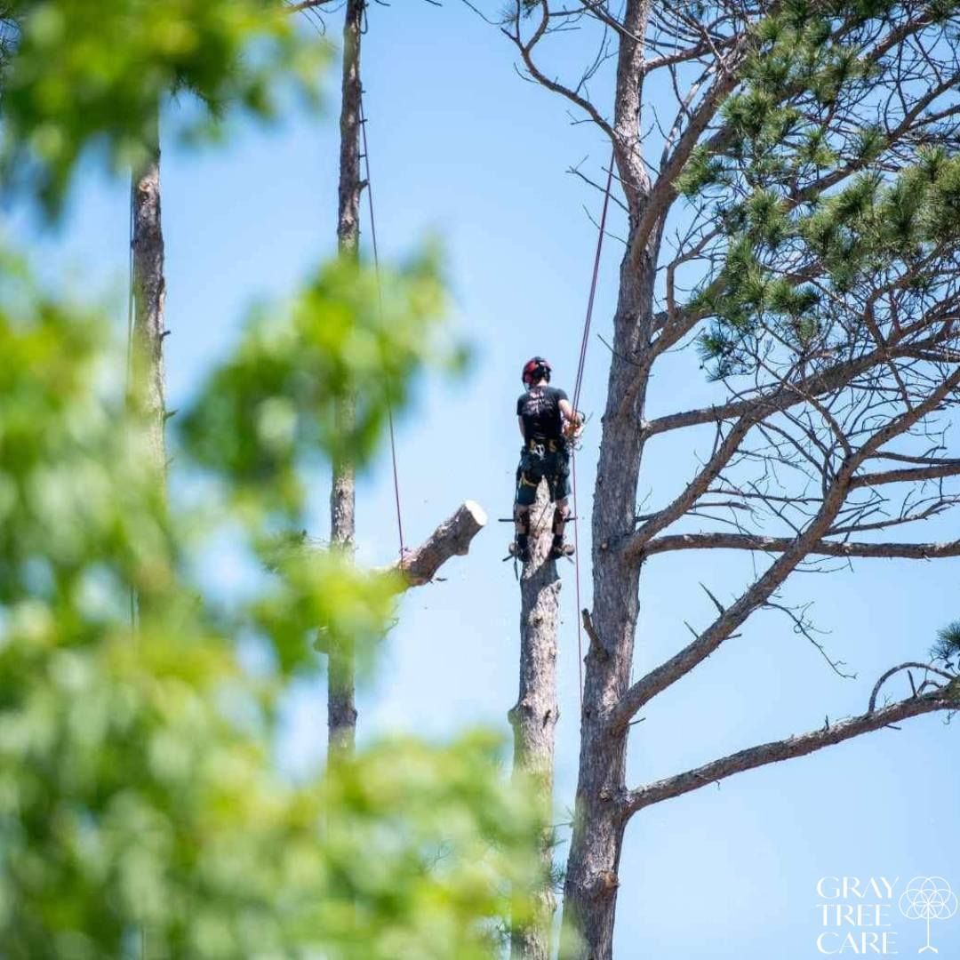 A man is climbing a tree with a chainsaw.