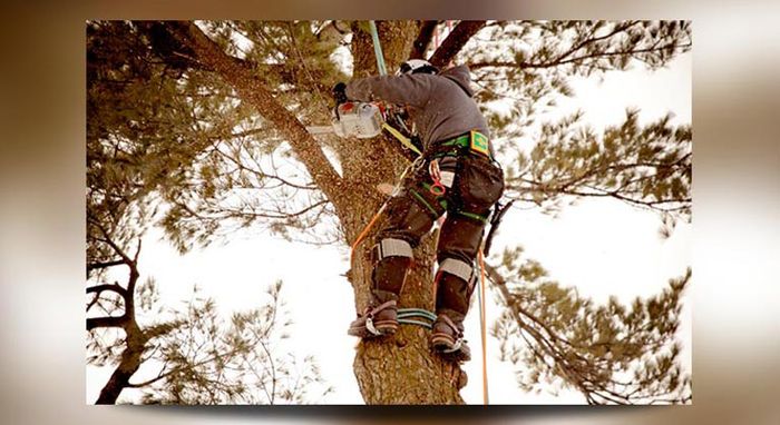 c and d schroeder tree services man sawing tree