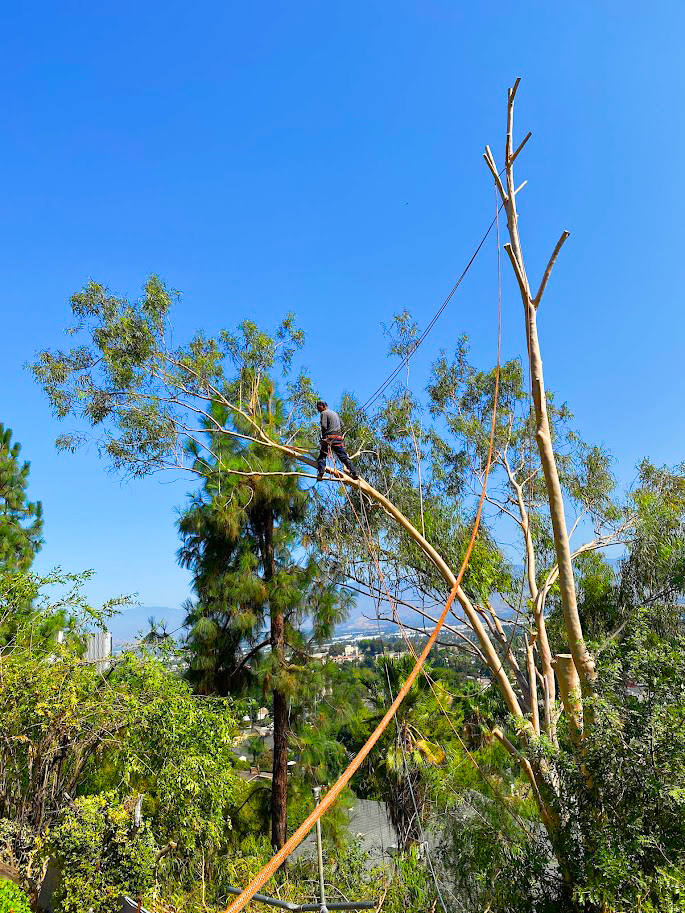 professional tree trimming