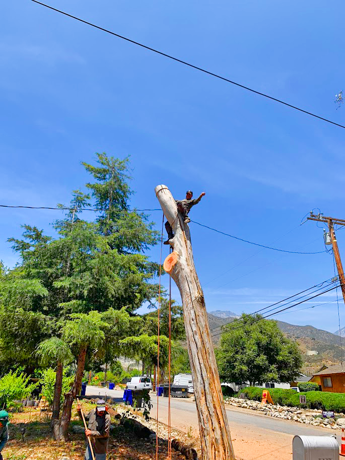 professional tree cutting