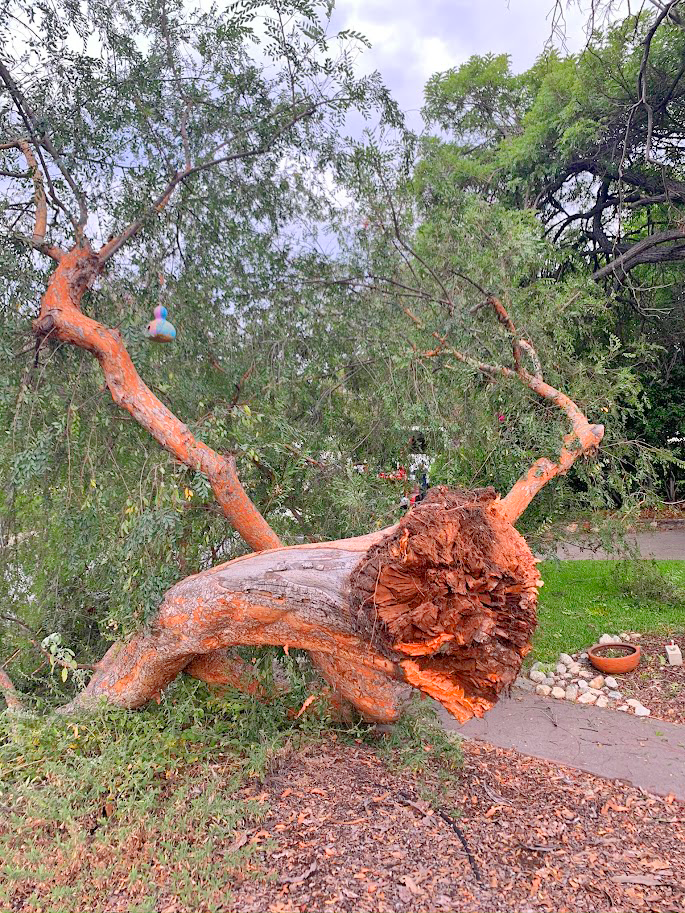 professional tree cutting