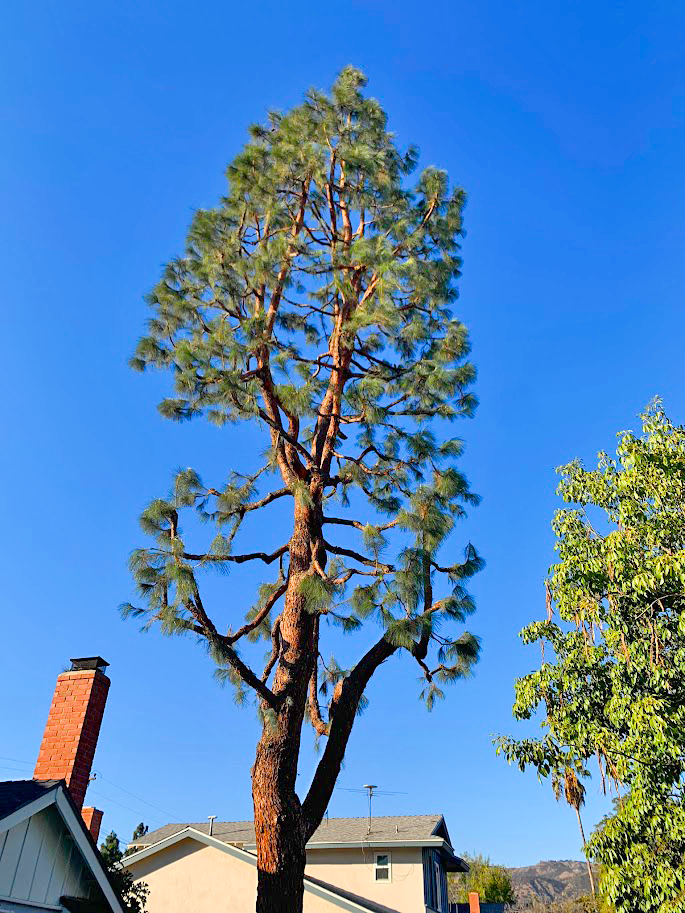 professional tree grooming