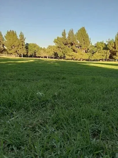 tree service close to me-Green grassy park under a blue sky, with trees in the background.