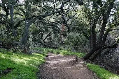 tree service close to me-Dirt path winds through a forest with green grass and trees.