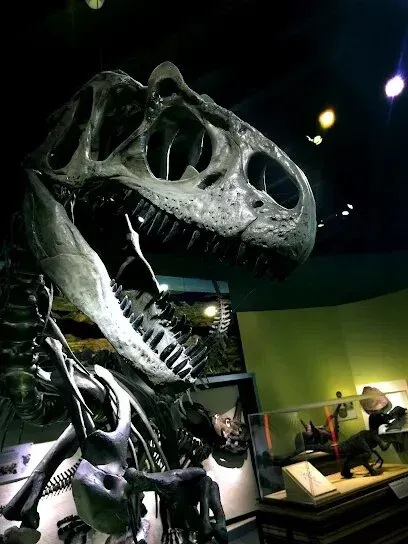 tree service close to me-Skeletal Tyrannosaurus Rex head and torso on display, museum setting.