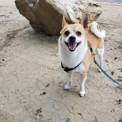 A small brown and white dog on a leash