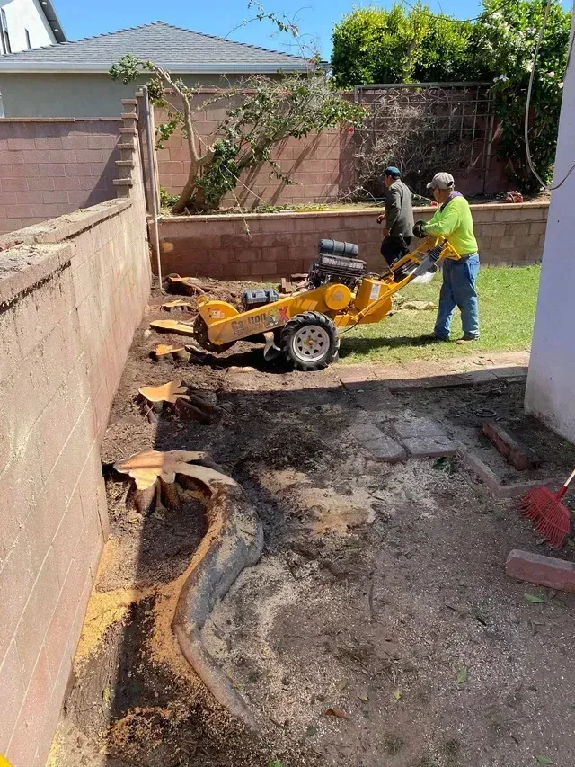 tree service close to me-Two men operating a stump grinder in a backyard, removing tree stumps near a retaining wall.