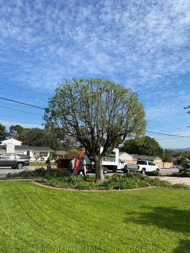 tree service close to me-Man trimming a tree with equipment on a sunny day in a suburban yard.
