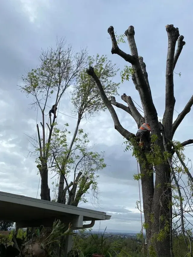 tree service close to me-Two arborists pruning tall trees near a roof on a cloudy day.