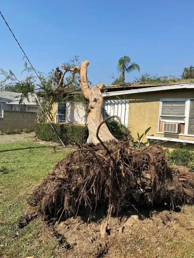 Tree service close to me-Uprooted tree lies on the ground next to a yellow house with a damaged roof and a power line.