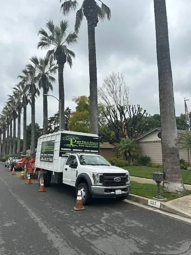 tree service close to me-White tree service truck parked on a street lined with palm trees. Traffic cones are placed around the truck.