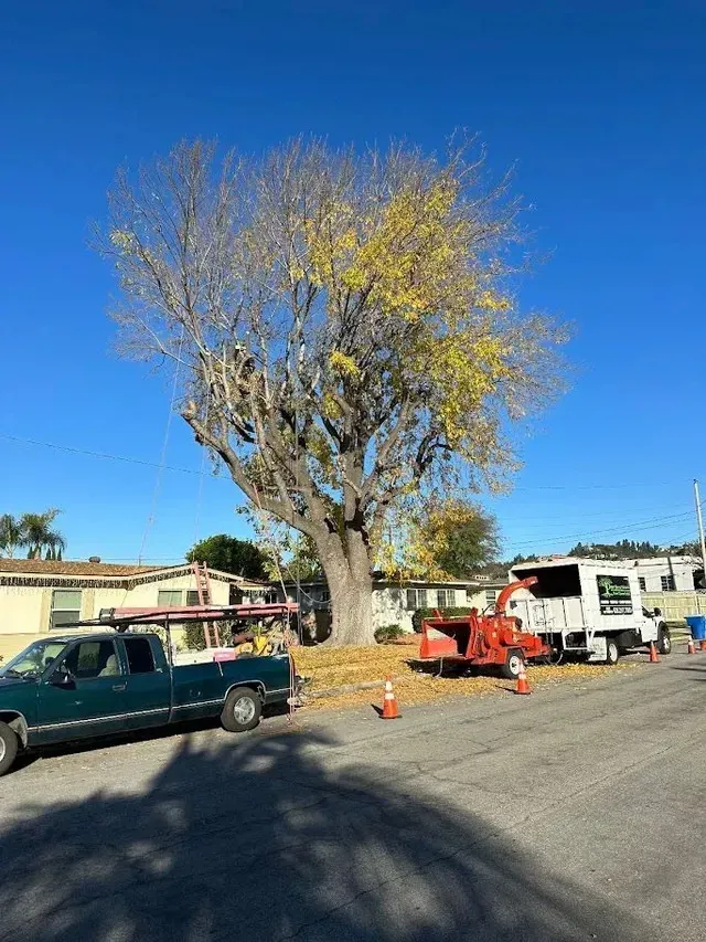Tree Service close to me-A large tree being trimmed in a residential area; truck, chipper, and cones on street.