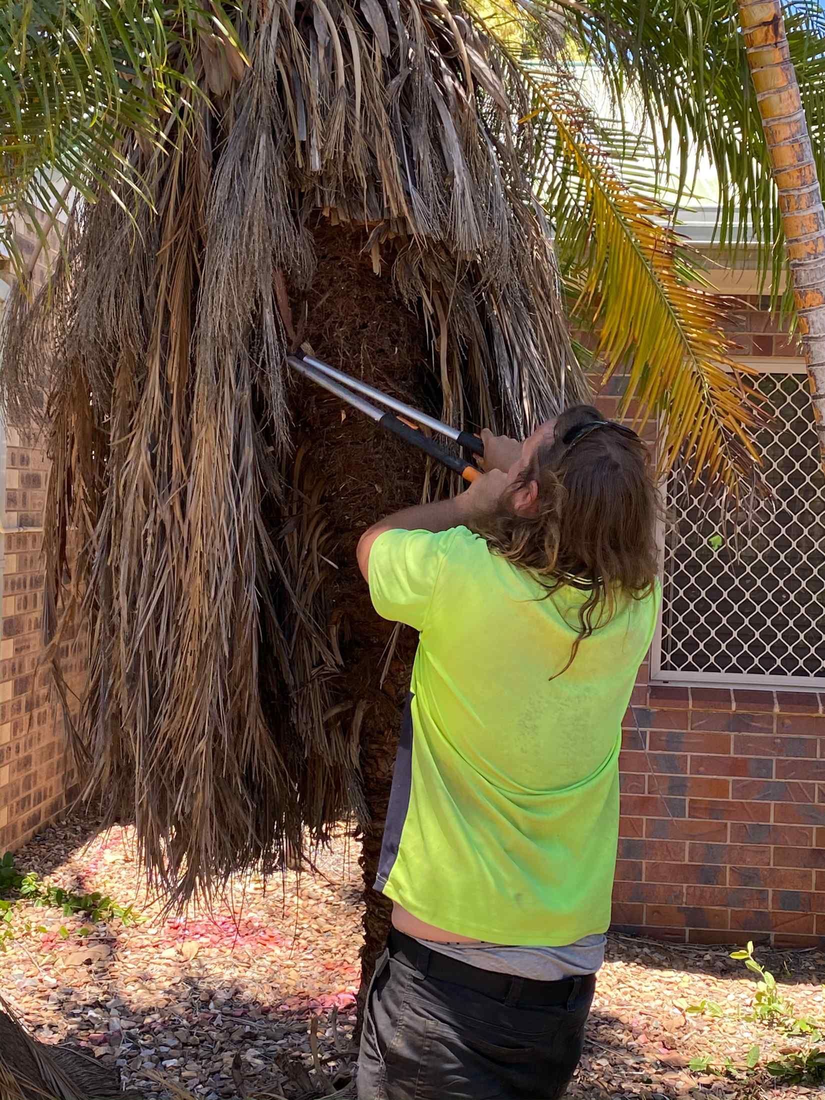 Person With Long Hair Trimming a Palm Tree With a Long-handled Tool — Darrell's Mowing Services in Sunset, QLD