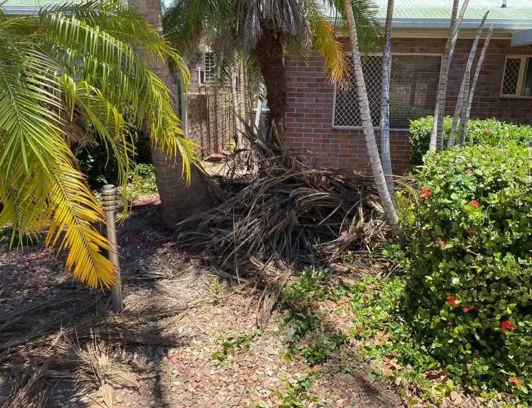 Palm Tree and Foliage Near a Brick Building — Darrell's Mowing Services in Sunset, QLD