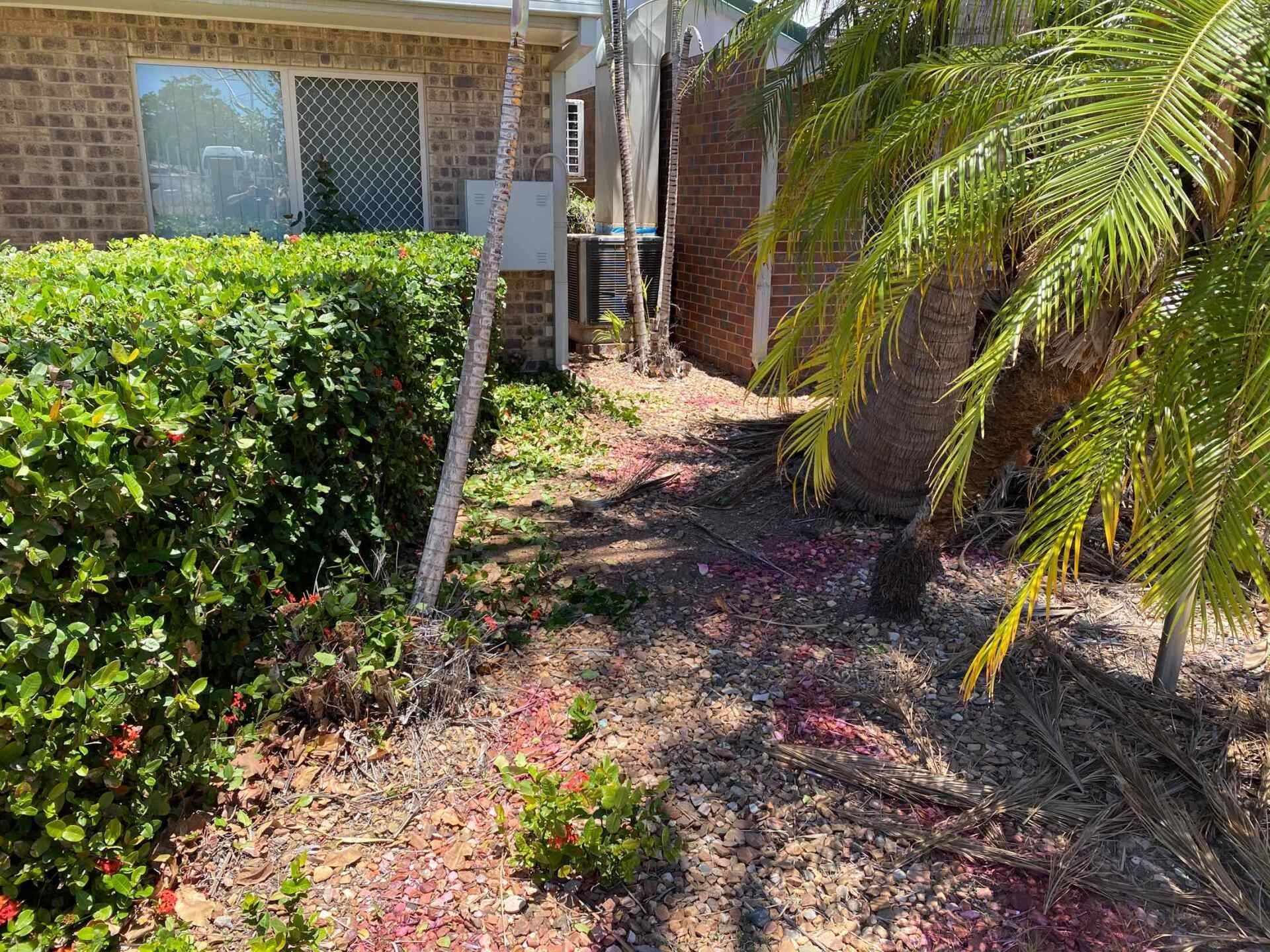 A Pathway Through a Yard, With a Bush, Palm Tree, and Brick Building — Darrell's Mowing Services in Sunset, QLD