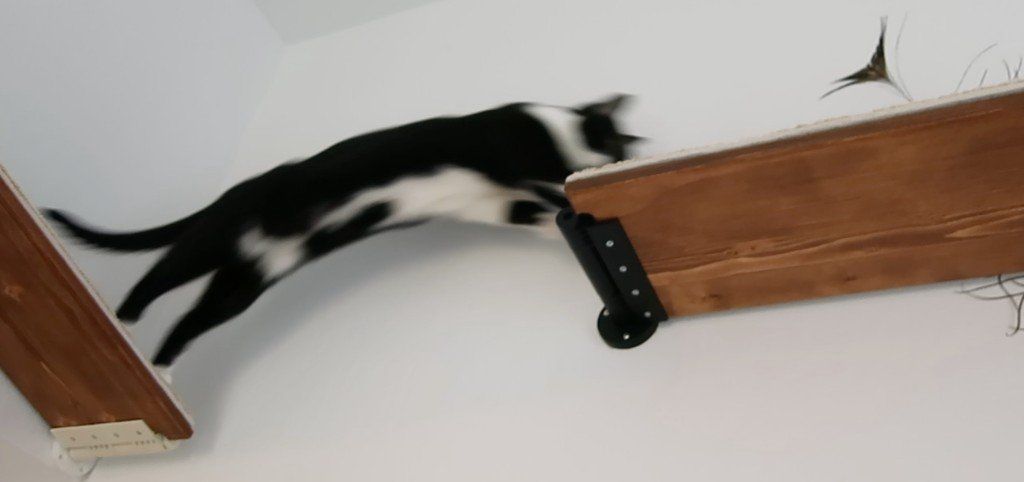 Cat shelves, Wall-mounted Cat Tree, floating cat shelves, modern cat furniture, cats playing