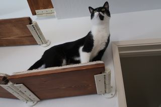 Cats on Cat Shelves, modern modular design